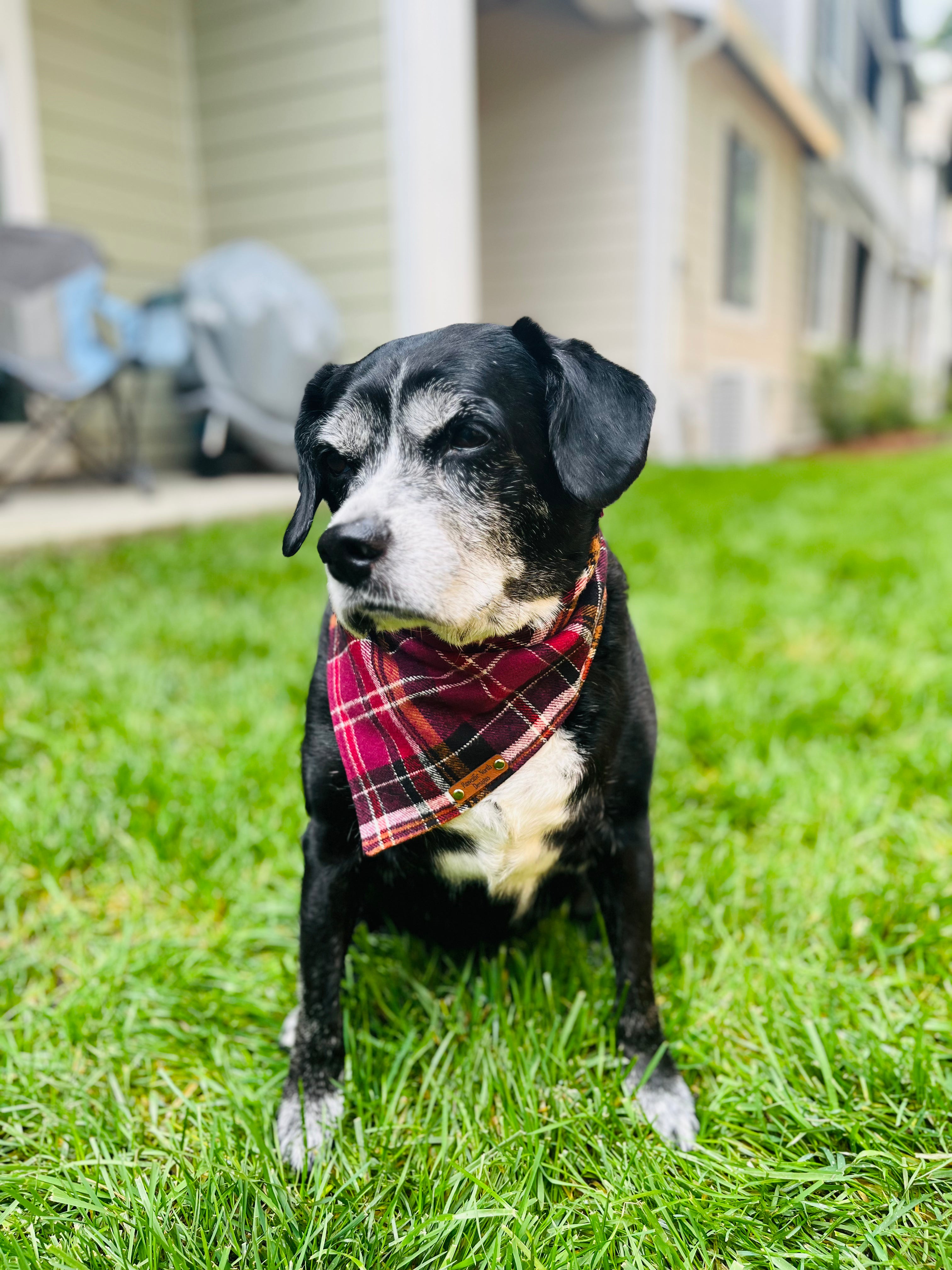 Sabrina Snap on Bandana