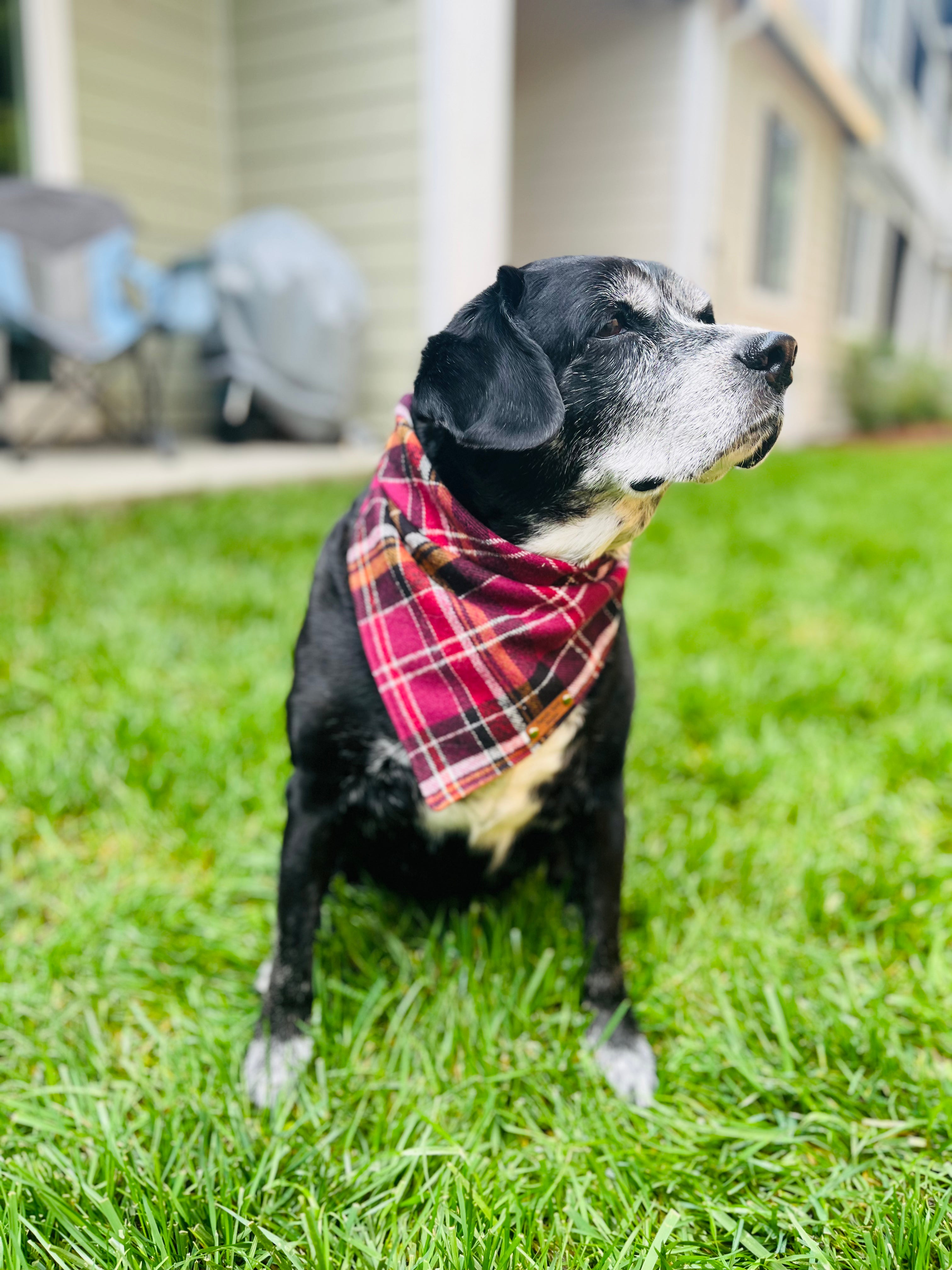 Sabrina Snap on Bandana