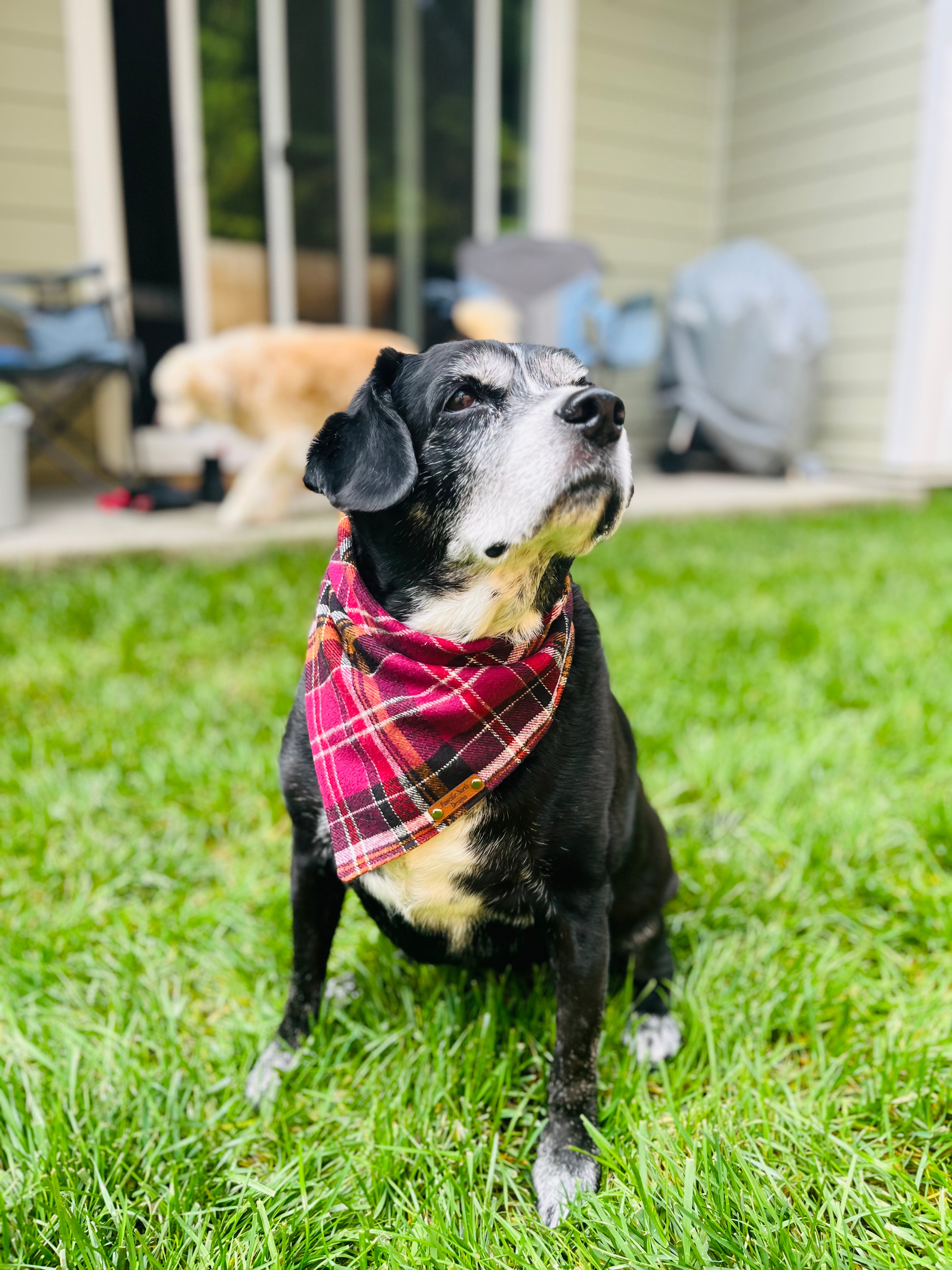 Sabrina Snap on Bandana