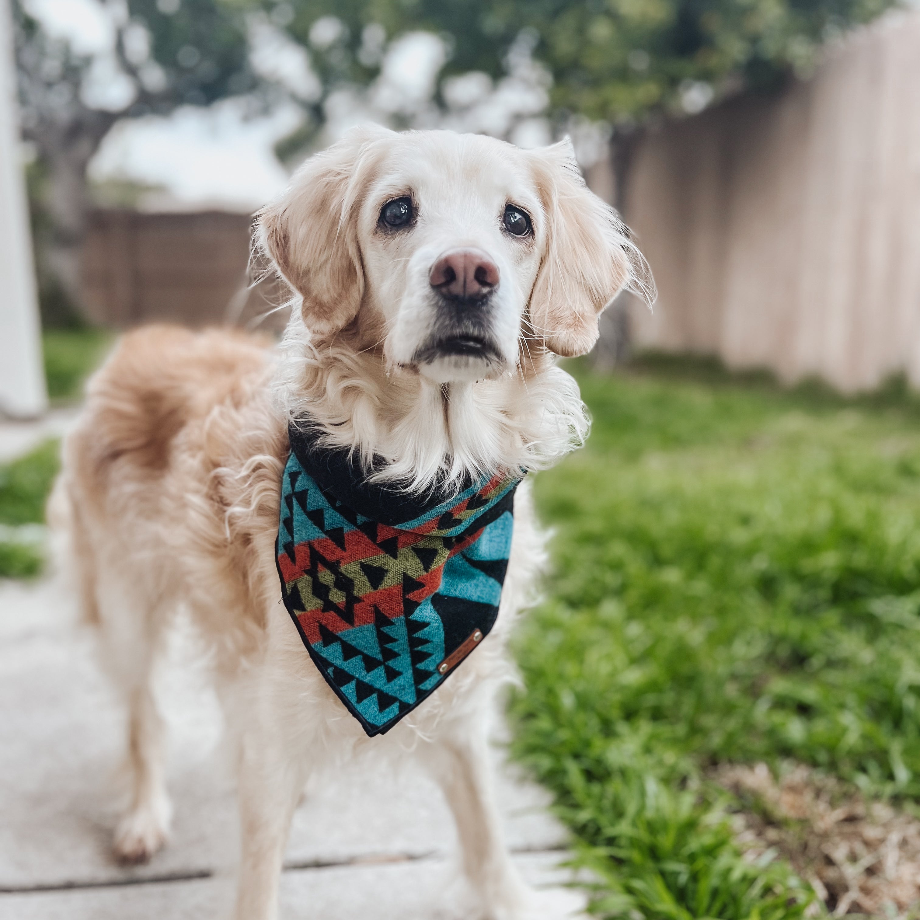 Dog collars and outlet bandanas