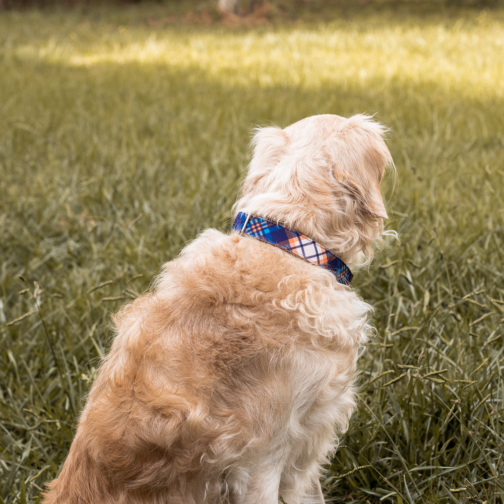 Recycled Canvas Autumn Plaid Dog Collar