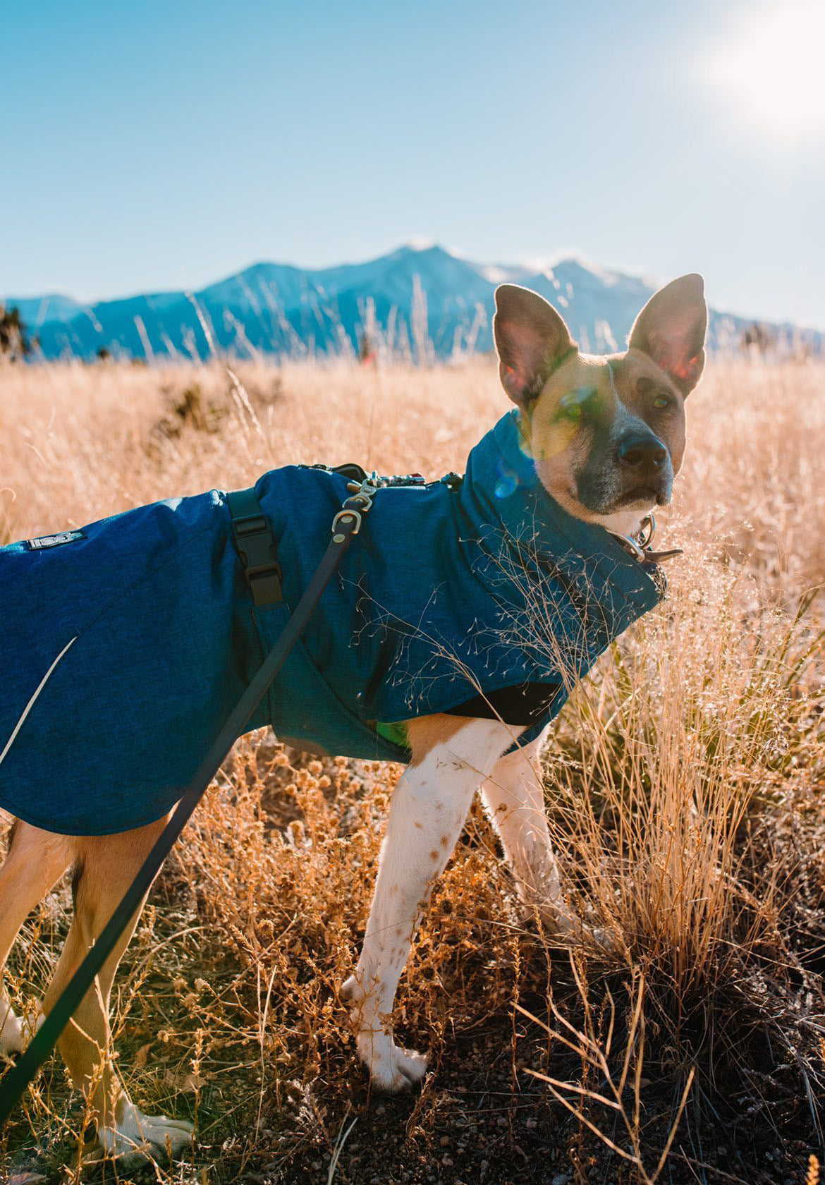 Explorer Parka Dog Jacket