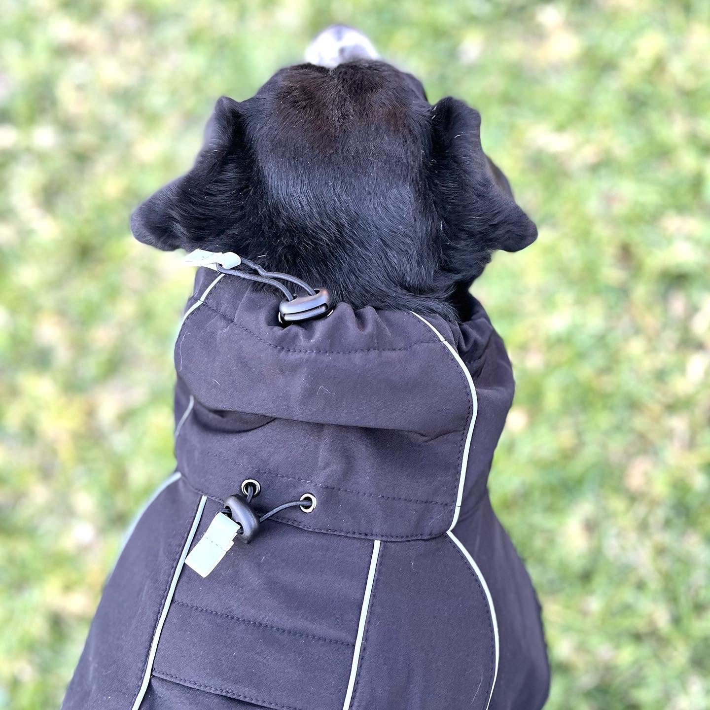 Brize Dog Raincoat