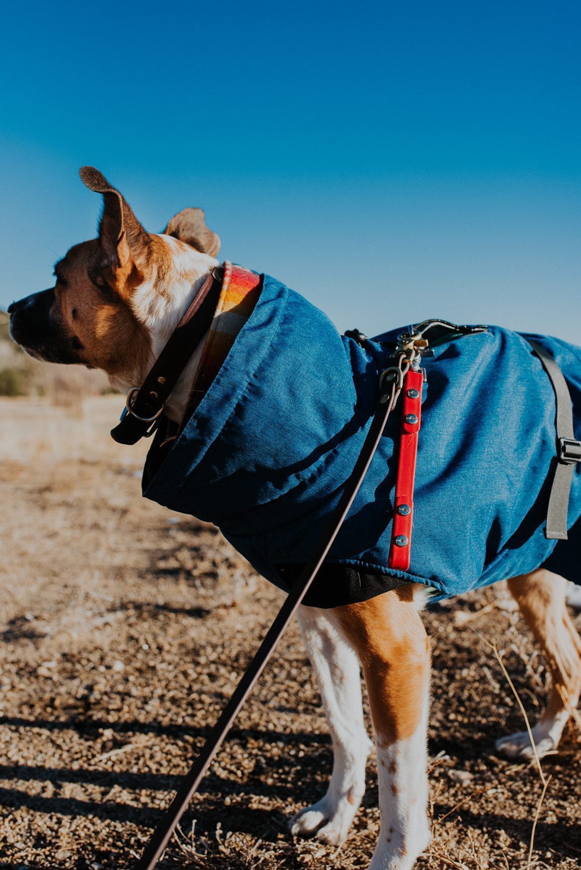 Explorer Parka Dog Jacket